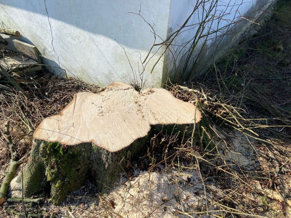 image00024 - - Blogindlæg - PN Skovservice